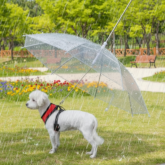 Dog standing under a transparent umbrella with a leash, on a pavement.