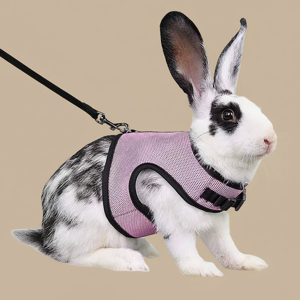 Rabbit wearing a pink harness and black leash on a white background