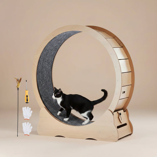 Cat exercise wheel with a cat inside, tools, and gloves on a white background
