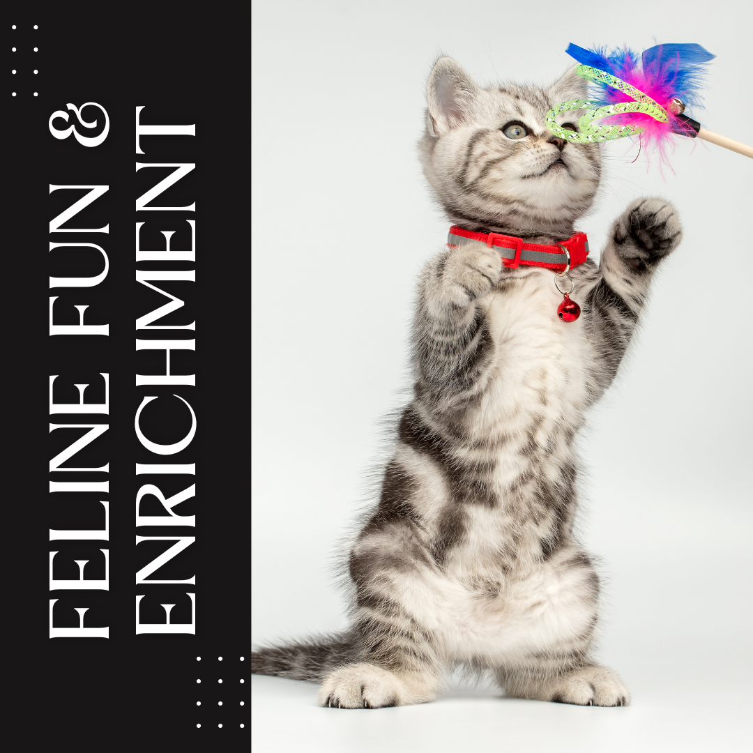 Feline Fun and Enrichment Bundle - Complete Cat Entertainment System with Outdoor Enclosure & Interactive Toys