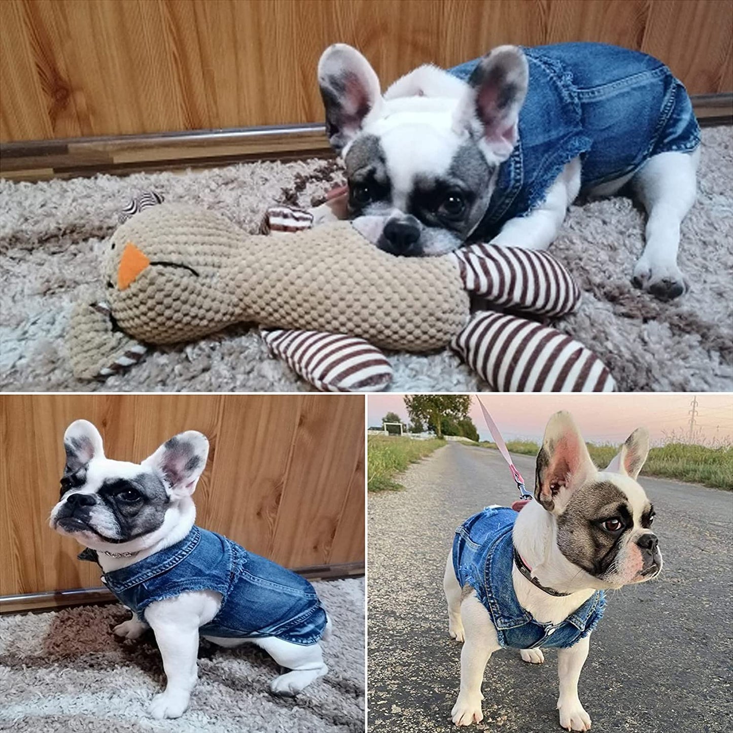 3 adorable photos of small dogs wearing the denim jacket
