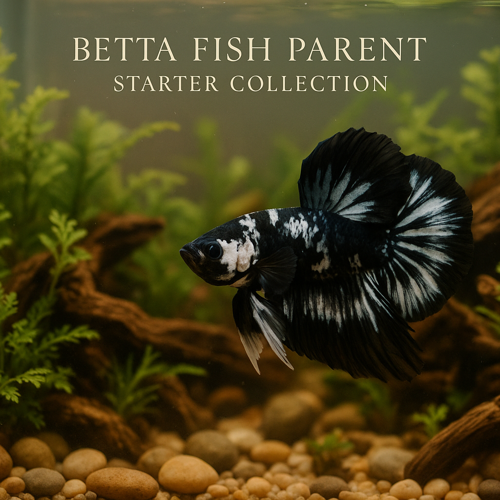 Betta fish in an aquarium with plants and rocks, labeled 'Betta Fish Parent Starter Collection'.