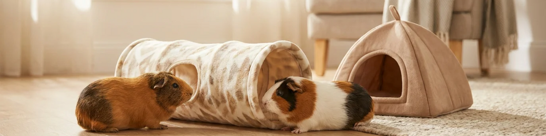 Two guinea pigs exploring a handmade fleece tunnel and fleece hidey house in a cozy home setting.