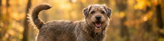 A friendly dog standing outdoors with a relaxed posture and gently wagging tail, illustrating dog body language.