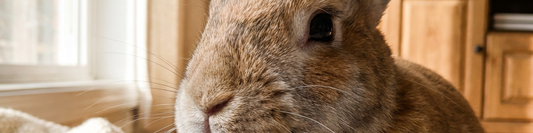Close-up of a calm pet rabbit in soft window light, with whiskers and mouth area visible.