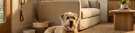 hero banner image of a dog laying on the floor in a living room
