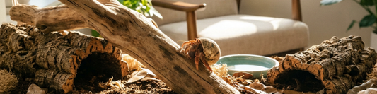 hero banner image of a hermit crab climbing a log in its enclosure 
