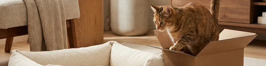 Why Your Cat Ignores the Expensive Bed (And What Science Says to Do About It)  Must Love Pets