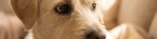close up banner image of a dog showing 'whale eye'