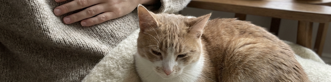 close up banner Image of cat curled up on person lap