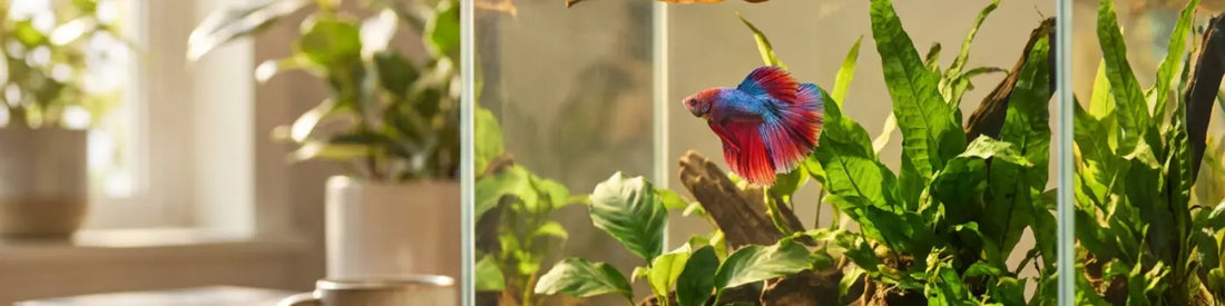 hero banner image of a red & blue male betta fish in its glass tank