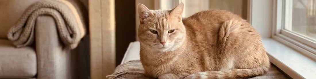 Hero banner image of cat sitting on a window sill.