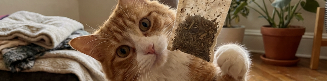 Why Cats Are Masters of Their Domain: The 200 Million Scent Receptors That Rule Their World (2026)