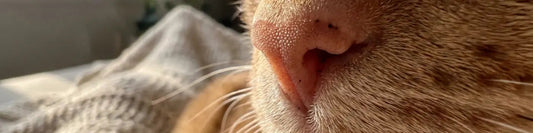 close up banner image of cats nose