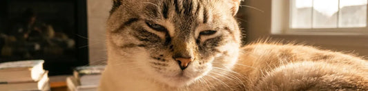 Close up banner image of a cat sitting in the sun