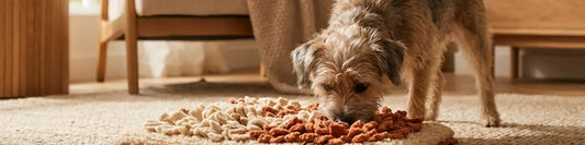 DIY Dog Snuffle Mat: The Easy Foraging Toy That Tires Out Your Dog in Minutes  Must Love Pets