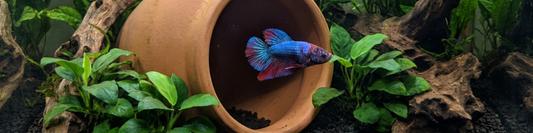 Betta fish hovering near a smooth terracotta pot cave in a lush planted aquarium with driftwood and dark substrate.