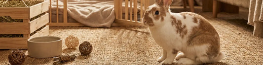 Image of a ribbit and rabbit products in a living room