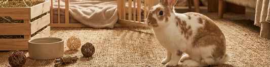 Image of a ribbit and rabbit products in a living room