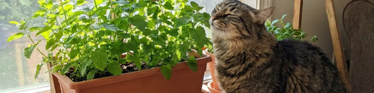 close up banner image of cat sniffing herbs plants