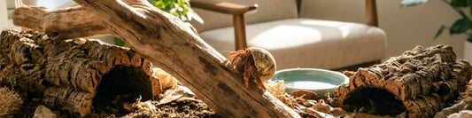 hero banner image of a hermit crab climbing a log in its enclosure 