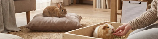 What To Do Next Checklist (After Week 1) — Hamster / Guinea Pig / Rabbit  Must Love Pets