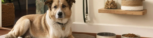Debunking Dog Myths: 10 Things People Believe Before Getting A Dog (And What’s Actually True)  Must Love Pets