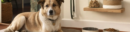 Debunking Dog Myths: 10 Things People Believe Before Getting A Dog (And What’s Actually True)  Must Love Pets