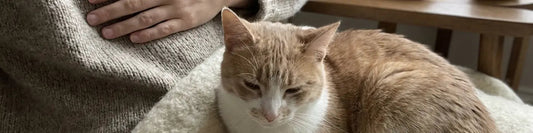 close up banner Image of cat curled up on person lap
