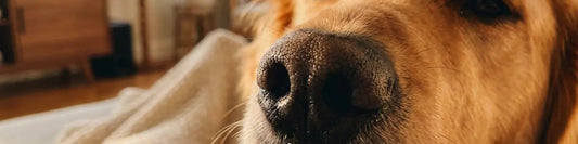 close up banner image of a golden retrievers nose