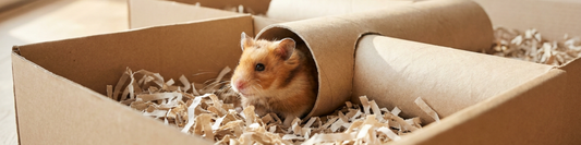 Hamster peeking out of a cardboard tunnel in a cozy DIY maze setup.