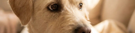 close up banner image of a dog showing 'whale eye'