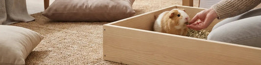 DIY Guinea Pig Cardboard Play Castle: A fun, budget-friendly enrichment project your guinea pig will explore for hours  Must Love Pets