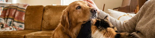 Do Dogs Get Jealous? What the Research Really Says About Your Dog's Feelings  Must Love Pets