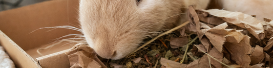 hero banner image of a small animals nose, sniffing in a foraging box.