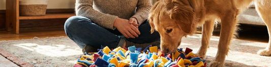Pet parent sitting on the floor with a dog beside a colorful DIY snuffle board in a cozy living room.