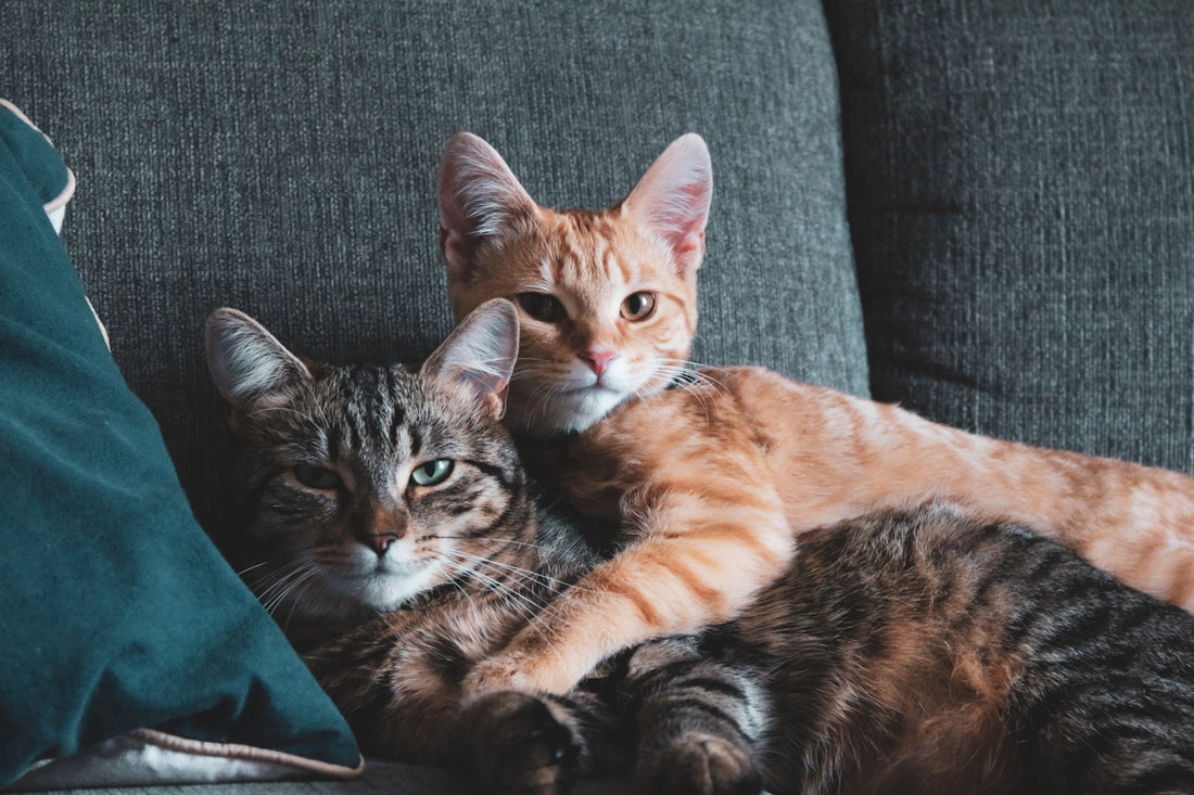 a group of cats lying on a couch