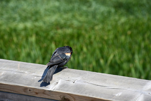 a couple of birds sit on a wood bench