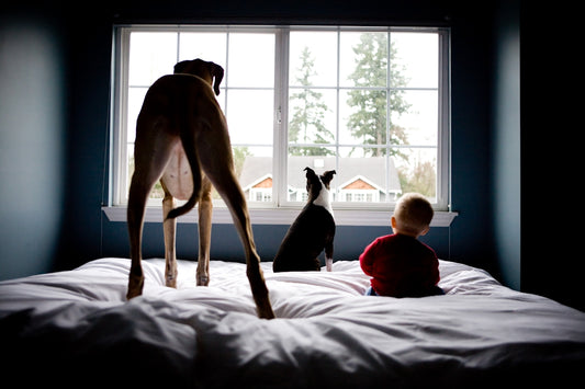 Dog and baby watch the outside world together.