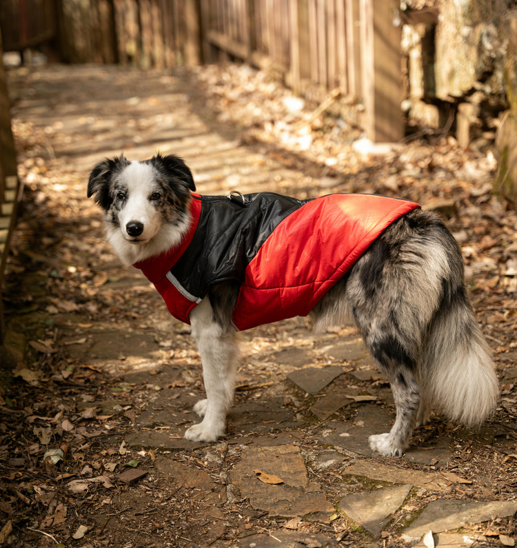 Pet Clothes and accessories