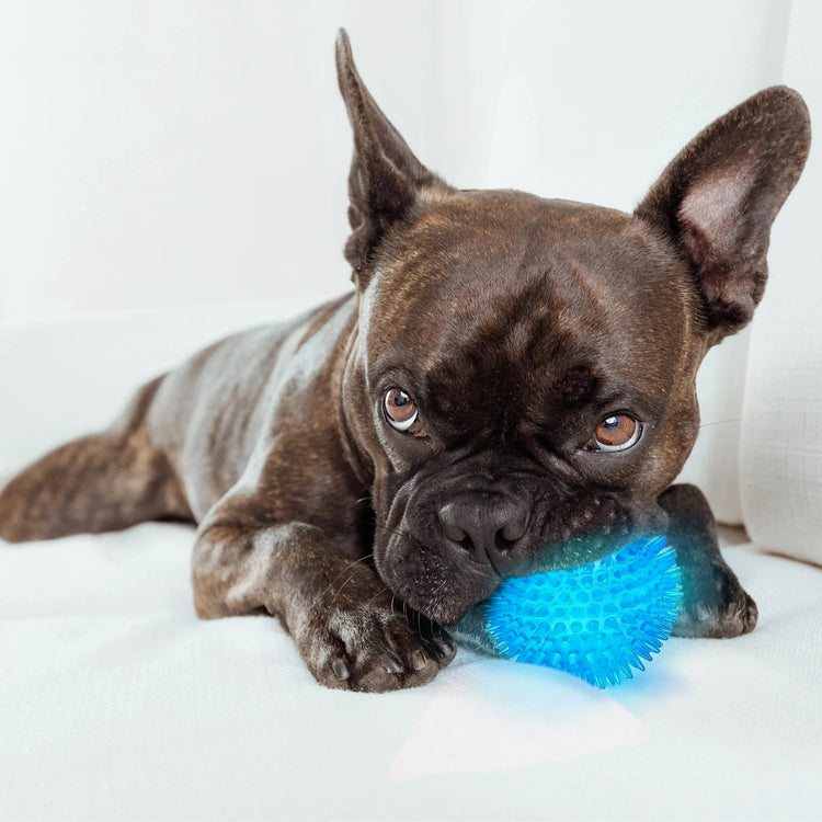 Dog Toys and Enrichment needs