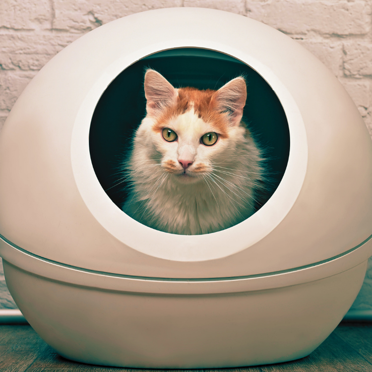 Smart Litter Boxes (Cleaner Home, Less Work)