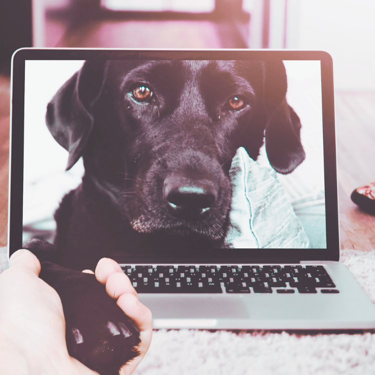 Pet Cameras & Smart Devices