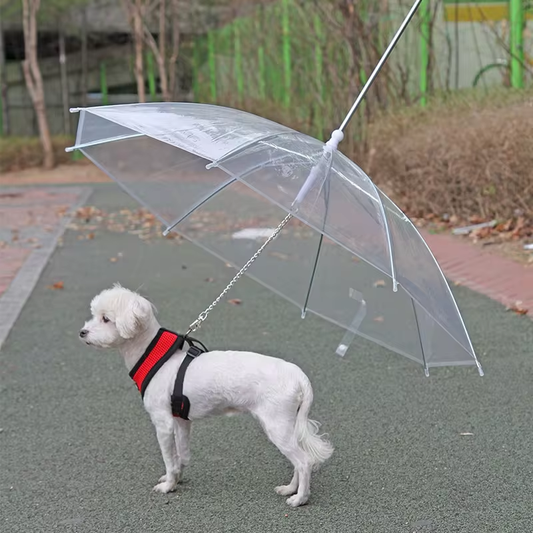 Dog standing under a transparent umbrella with a leash, on a pavement.