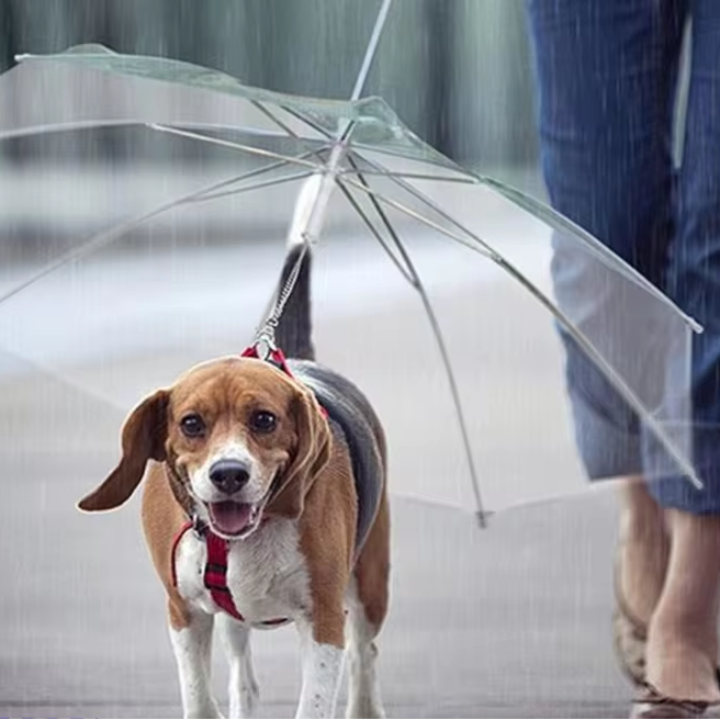 Dog under a transparent umbrella with SHUJIE branding.