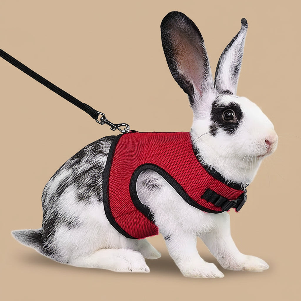 Rabbit wearing a red harness and black leash on a white background