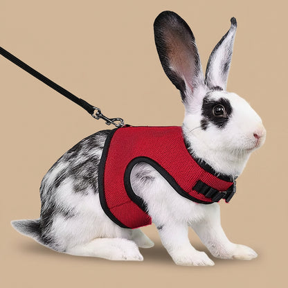 Rabbit wearing a red harness and black leash on a white background