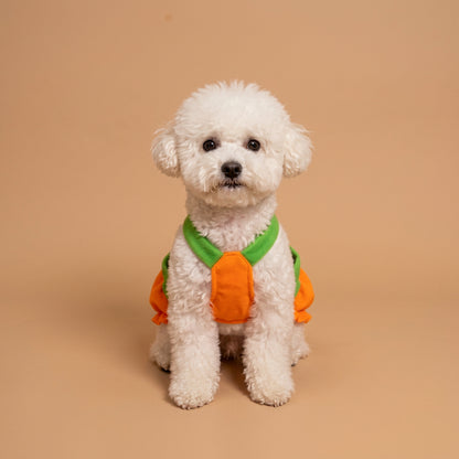 A small white dog wearing an orange and green pumpkin costume sits on a wooden floor surrounded by jack-o'-lanterns, candy, and warm string lights in a Halloween-themed setting.