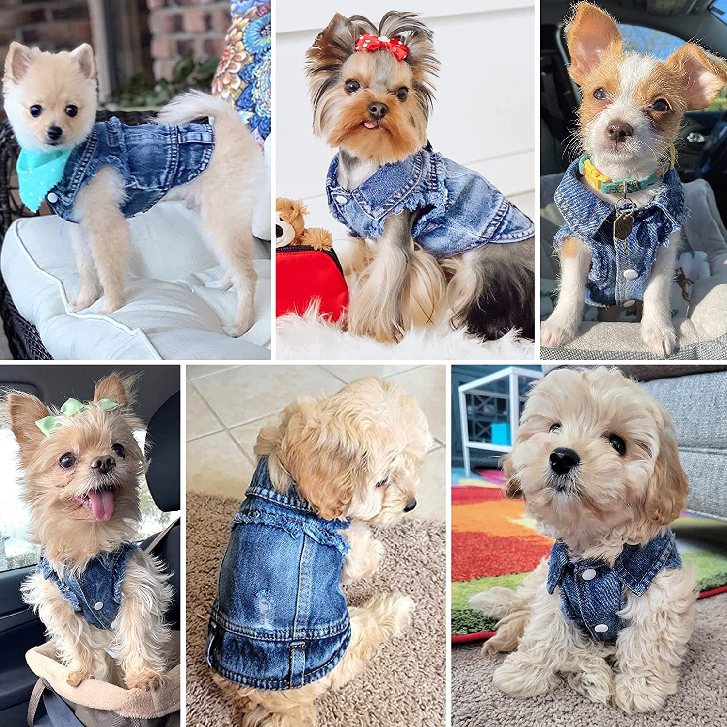 Many more photos of small dogs wearing the jacket