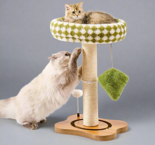 Two cats interacting with a cat tree with a green cushion and scratching post on a white background